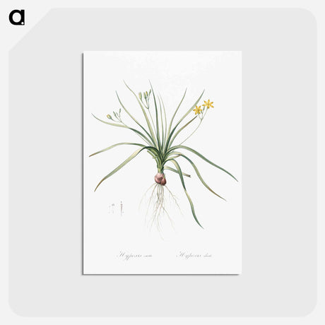 アートポストカード-Common goldstar illustration - ピエール ジョゼフ ルドゥーテ Postcard.