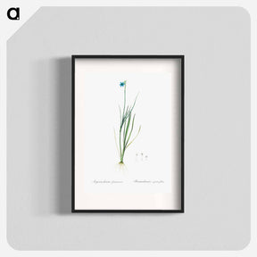アートポスター-Narrow-leaf blue-eyed-grass illustration - ピエール ジョゼフ ルドゥーテ Poster.