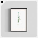 Narrow-leaf blue-eyed-grass illustration - ピエール ジョゼフ ルドゥーテ Poster.