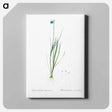 アートパネル-Narrow-leaf blue-eyed-grass illustration - ピエール ジョゼフ ルドゥーテ Canvas.