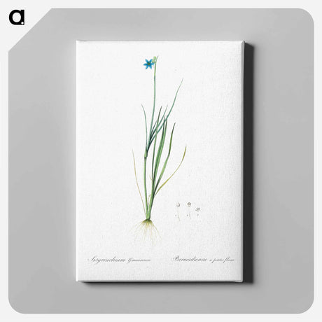 アートパネル-Narrow-leaf blue-eyed-grass illustration - ピエール ジョゼフ ルドゥーテ Canvas.