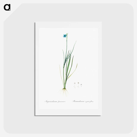 アートポストカード-Narrow-leaf blue-eyed-grass illustration - ピエール ジョゼフ ルドゥーテ Postcard.