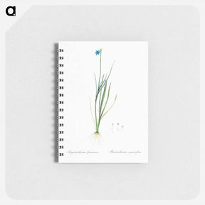 アートメモ帳-Narrow-leaf blue-eyed-grass illustration - ピエール ジョゼフ ルドゥーテ Memo.