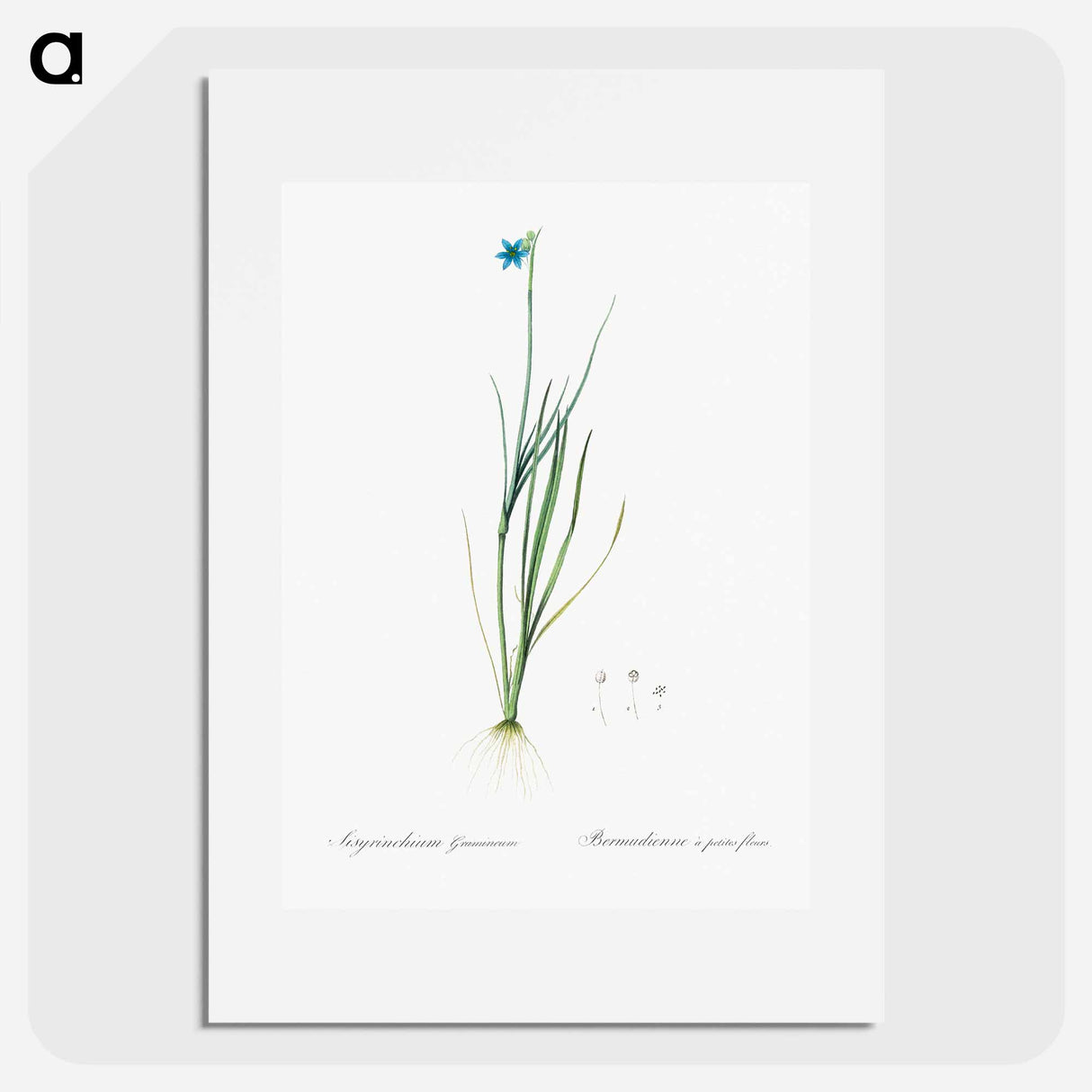 Narrow-leaf blue-eyed-grass illustration - ピエール ジョゼフ ルドゥーテ Poster.