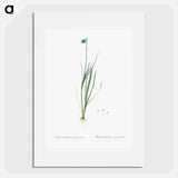 Narrow-leaf blue-eyed-grass illustration - ピエール ジョゼフ ルドゥーテ Poster.