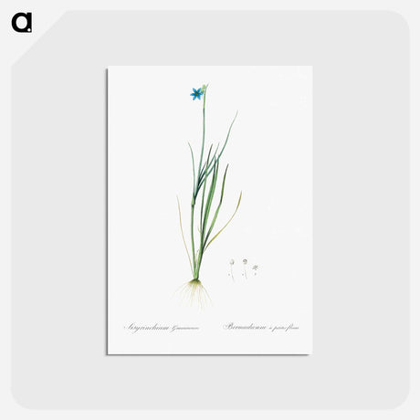 アートポストカード-Narrow-leaf blue-eyed-grass illustration - ピエール ジョゼフ ルドゥーテ Postcard.