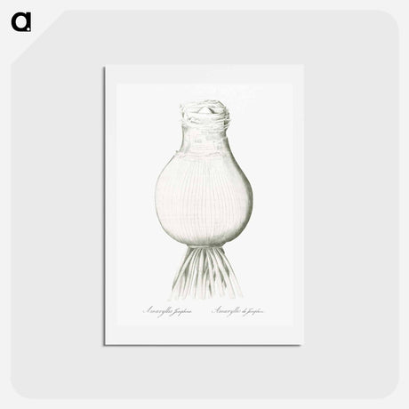 アートポストカード-Josephine's lily illustration - ピエール ジョゼフ ルドゥーテ Postcard.