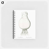 Josephine's lily illustration - ピエール ジョゼフ ルドゥーテ Memo.