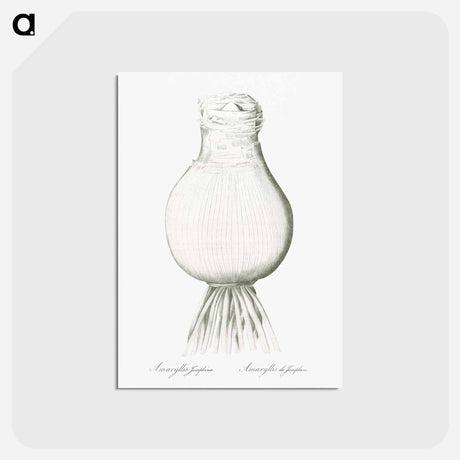 アートポストカード-Josephine's lily illustration - ピエール ジョゼフ ルドゥーテ Postcard.