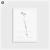 アートポストカード-Vieusseuxia glaucopis - ピエール ジョゼフ ルドゥーテ Postcard.