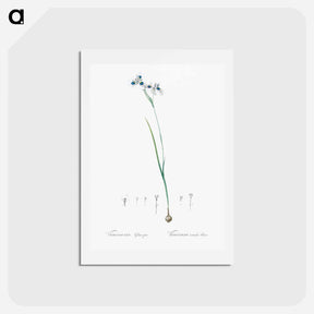 アートポストカード-Vieusseuxia glaucopis - ピエール ジョゼフ ルドゥーテ Postcard.