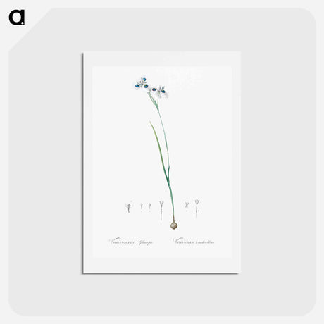 アートポストカード-Vieusseuxia glaucopis - ピエール ジョゼフ ルドゥーテ Postcard.