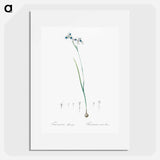 Vieusseuxia glaucopis - ピエール ジョゼフ ルドゥーテ Poster.