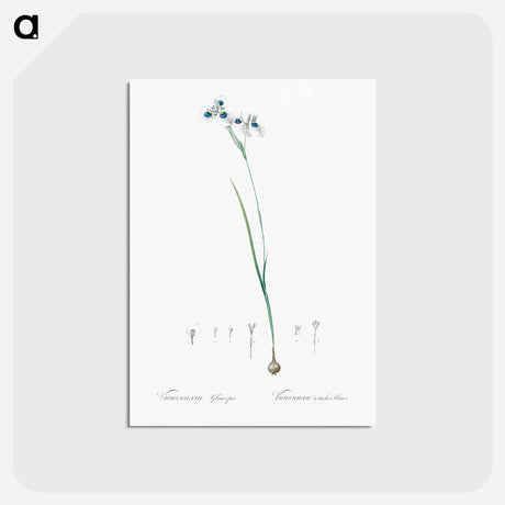 アートポストカード-Vieusseuxia glaucopis - ピエール ジョゼフ ルドゥーテ Postcard.