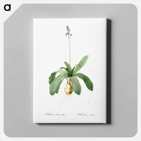 アートパネル-Scilla Lilio hyacinthus illustration from Les liliacées - ピエール ジョゼフ ルドゥーテ Canvas.