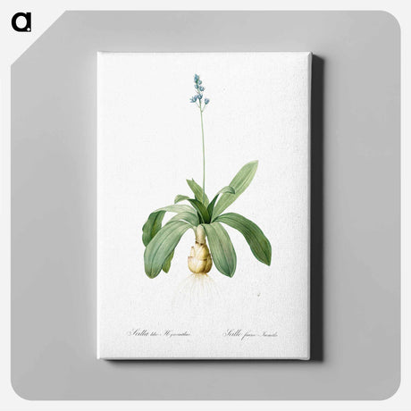 アートパネル-Scilla Lilio hyacinthus illustration from Les liliacées - ピエール ジョゼフ ルドゥーテ Canvas.