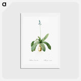 アートポストカード-Scilla Lilio hyacinthus illustration from Les liliacées - ピエール ジョゼフ ルドゥーテ Postcard.
