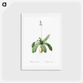 アートポストカード-Scilla Lilio hyacinthus illustration from Les liliacées - ピエール ジョゼフ ルドゥーテ Postcard.