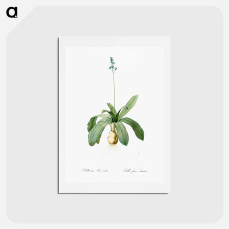 アートポストカード-Scilla Lilio hyacinthus illustration from Les liliacées - ピエール ジョゼフ ルドゥーテ Postcard.