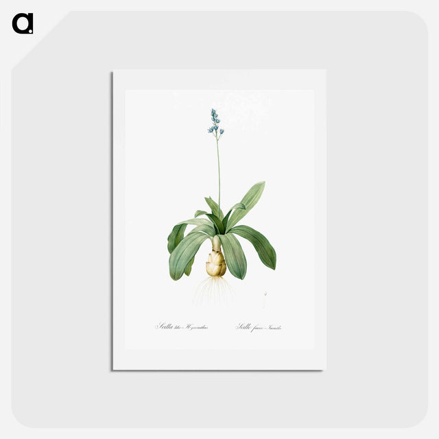 アートポストカード-Scilla Lilio hyacinthus illustration from Les liliacées - ピエール ジョゼフ ルドゥーテ Postcard.