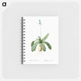 Scilla Lilio hyacinthus illustration from Les liliacées - ピエール ジョゼフ ルドゥーテ Memo.