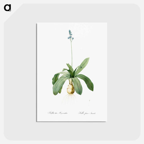アートポストカード-Scilla Lilio hyacinthus illustration from Les liliacées - ピエール ジョゼフ ルドゥーテ Postcard.