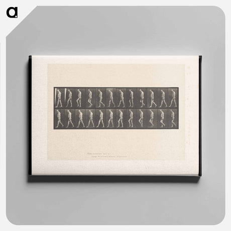 アートパネル-Atrophied Man Walking
 - エドワード マイブリッジ Canvas.