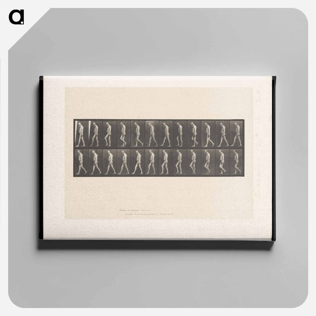 アートパネル-Atrophied Man Walking
 - エドワード マイブリッジ Canvas.