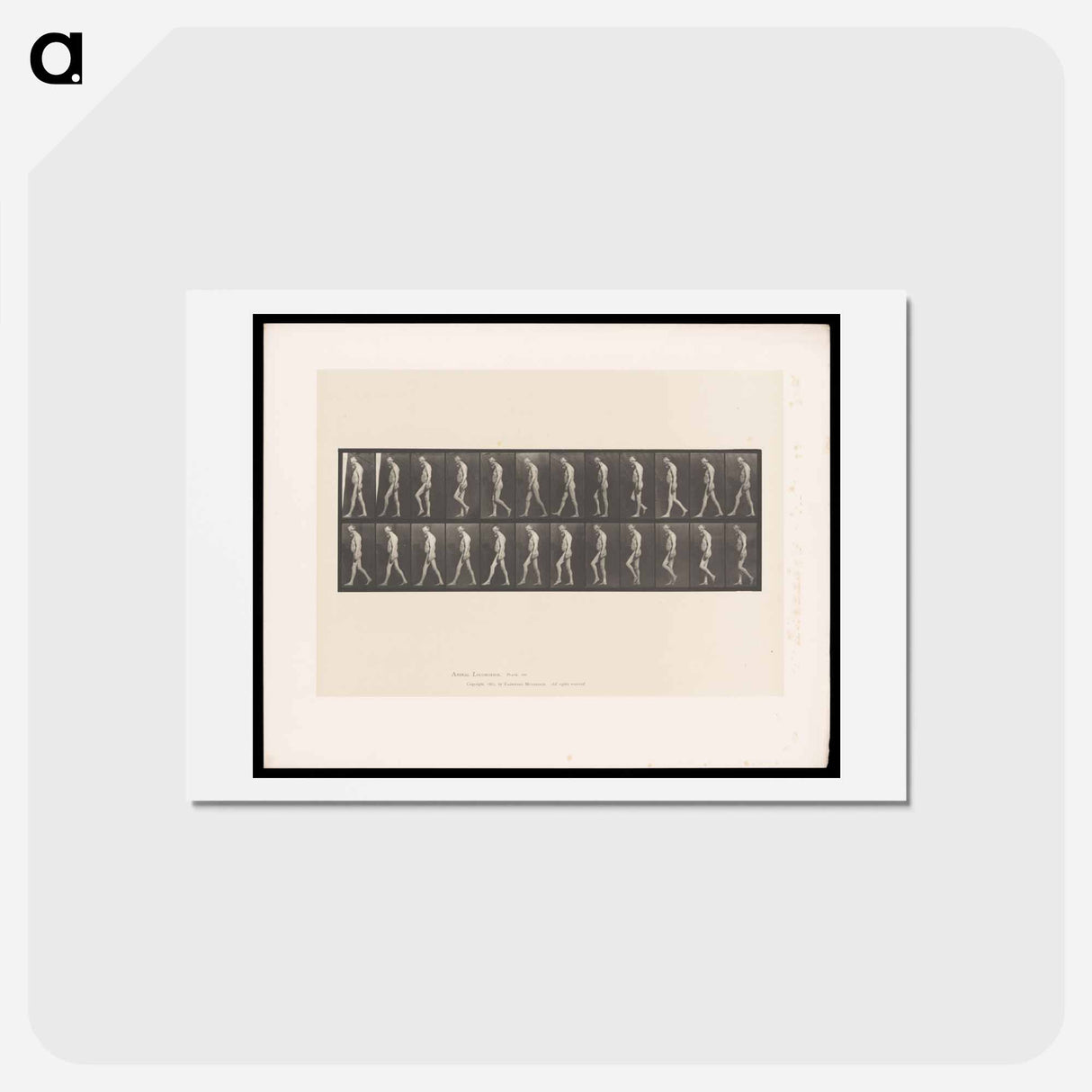 アートポストカード-Atrophied Man Walking
 - エドワード マイブリッジ Postcard.
