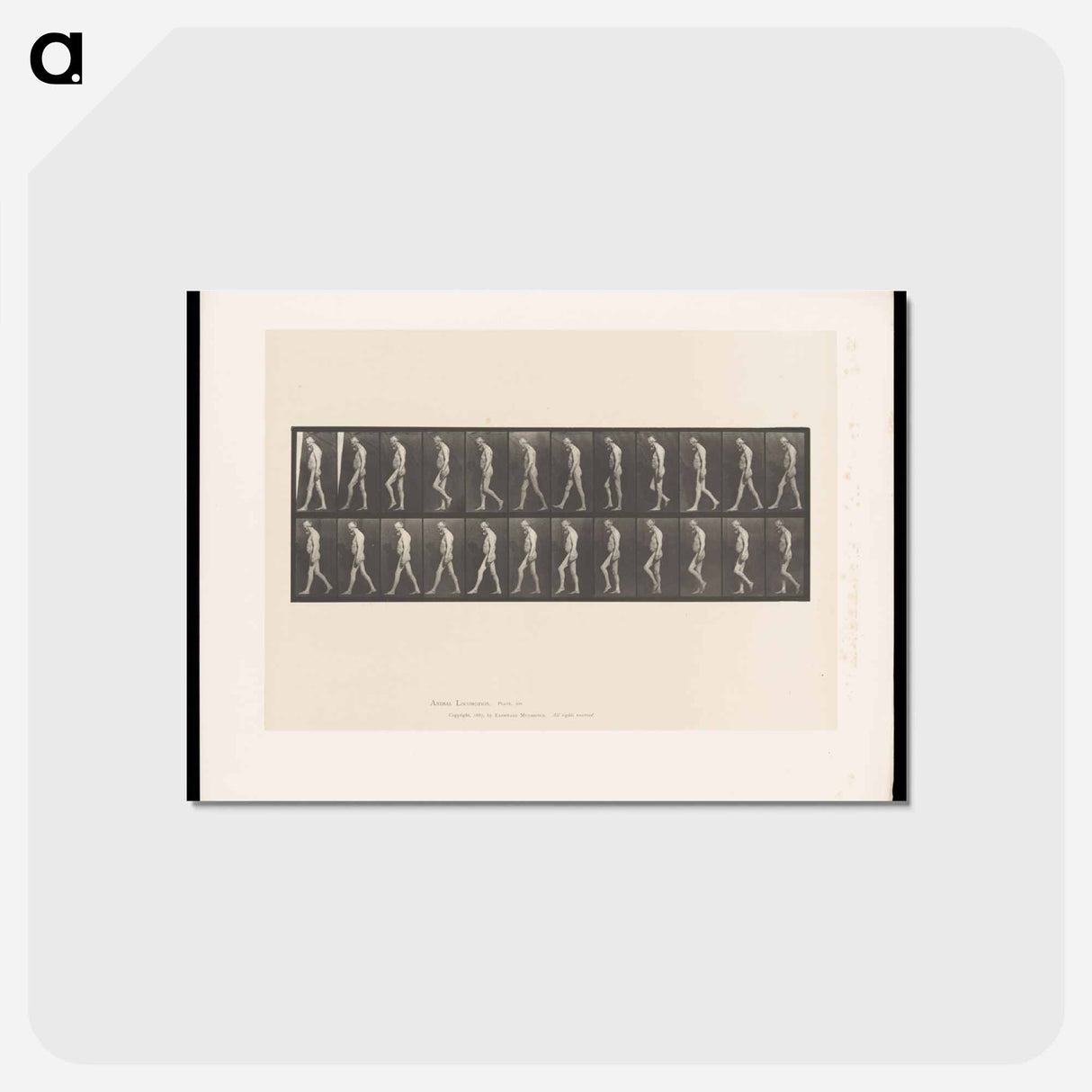 アートポストカード-Atrophied Man Walking
 - エドワード マイブリッジ Postcard.