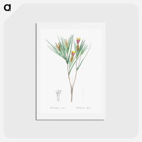 アートポストカード-Witsenia maura illustration from Les liliacées - ピエール ジョゼフ ルドゥーテ Postcard.