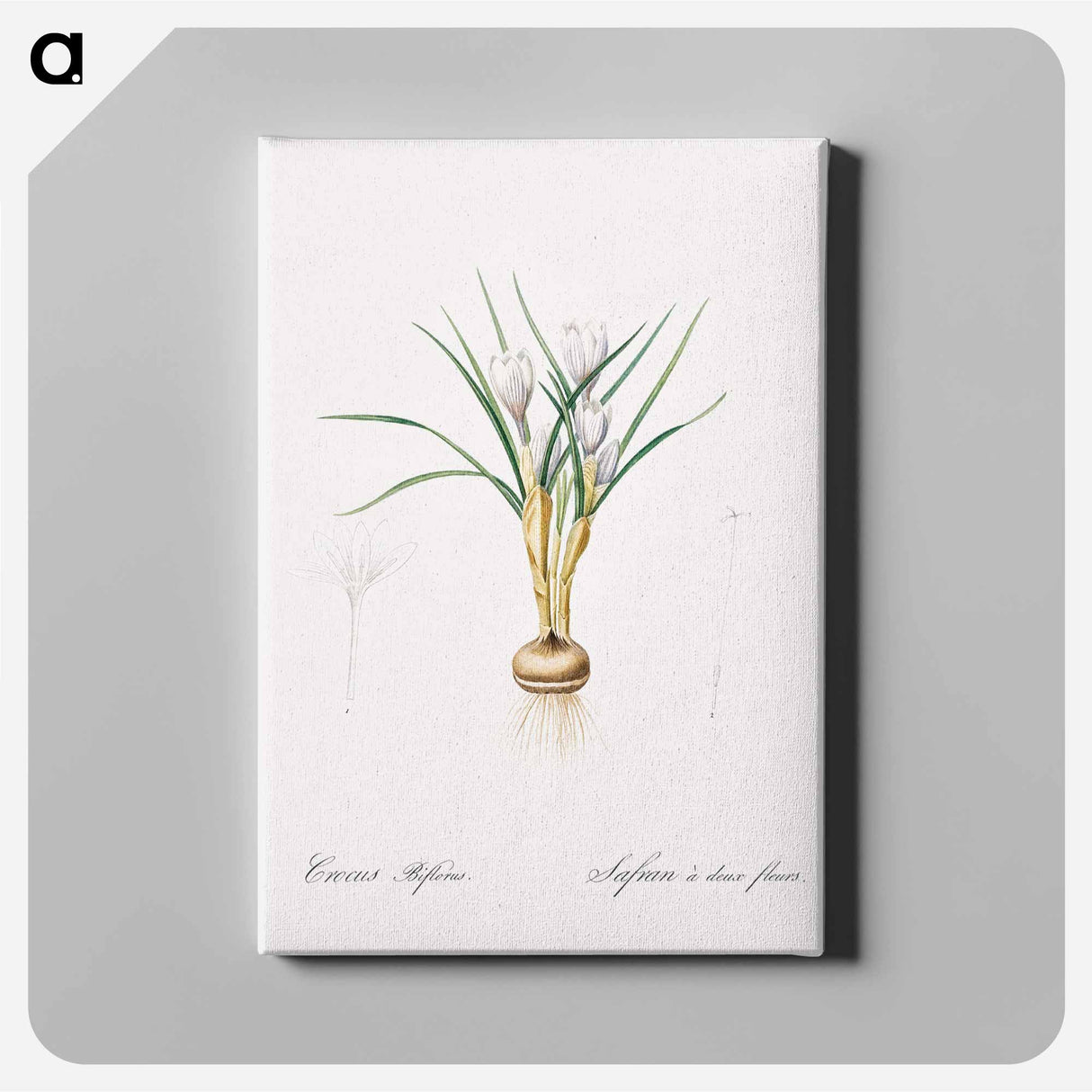 アートパネル-Silvery crocus illustration - ピエール ジョゼフ ルドゥーテ Canvas.