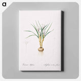 アートパネル-Silvery crocus illustration - ピエール ジョゼフ ルドゥーテ Canvas.