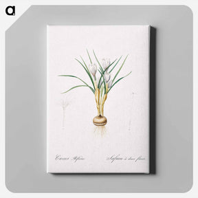 アートパネル-Silvery crocus illustration - ピエール ジョゼフ ルドゥーテ Canvas.