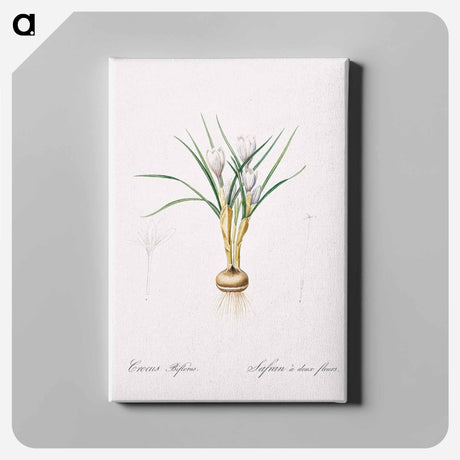 アートパネル-Silvery crocus illustration - ピエール ジョゼフ ルドゥーテ Canvas.
