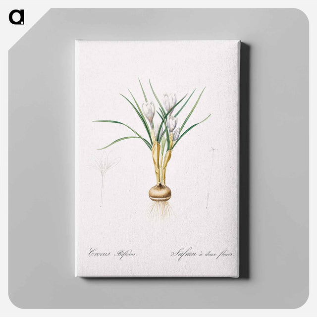 アートパネル-Silvery crocus illustration - ピエール ジョゼフ ルドゥーテ Canvas.