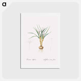 アートポストカード-Silvery crocus illustration - ピエール ジョゼフ ルドゥーテ Postcard.