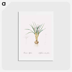 アートポストカード-Silvery crocus illustration - ピエール ジョゼフ ルドゥーテ Postcard.