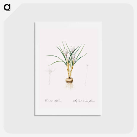 アートポストカード-Silvery crocus illustration - ピエール ジョゼフ ルドゥーテ Postcard.