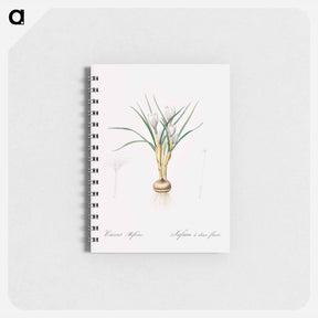 アートメモ帳-Silvery crocus illustration - ピエール ジョゼフ ルドゥーテ Memo.