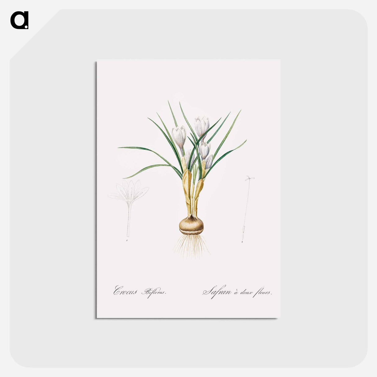アートポストカード-Silvery crocus illustration - ピエール ジョゼフ ルドゥーテ Postcard.