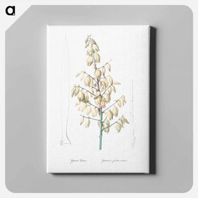 アートパネル-Adam's needle illustration from Les liliacées - ピエール ジョゼフ ルドゥーテ Canvas.