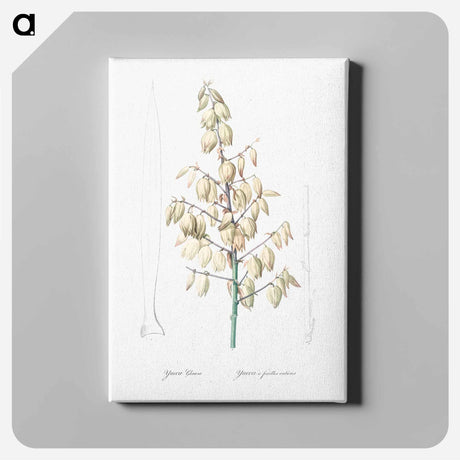 アートパネル-Adam's needle illustration from Les liliacées - ピエール ジョゼフ ルドゥーテ Canvas.