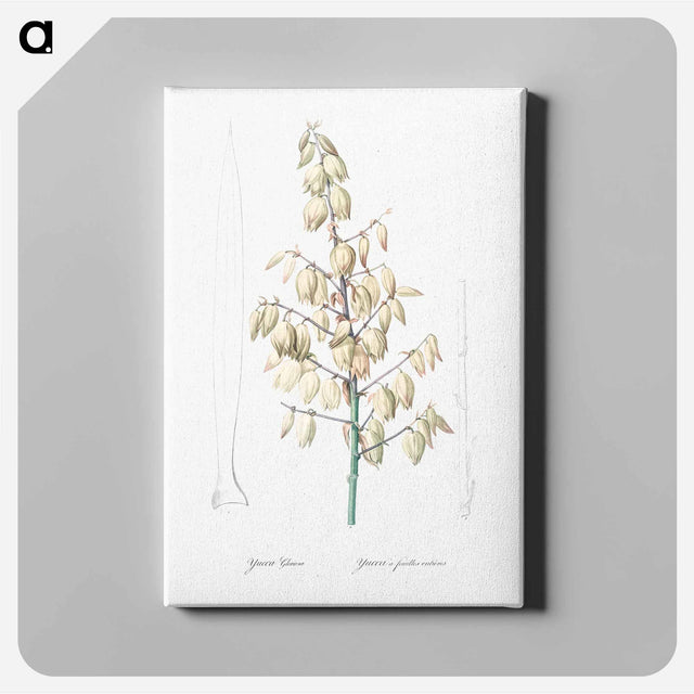 アートパネル-Adam's needle illustration from Les liliacées - ピエール ジョゼフ ルドゥーテ Canvas.
