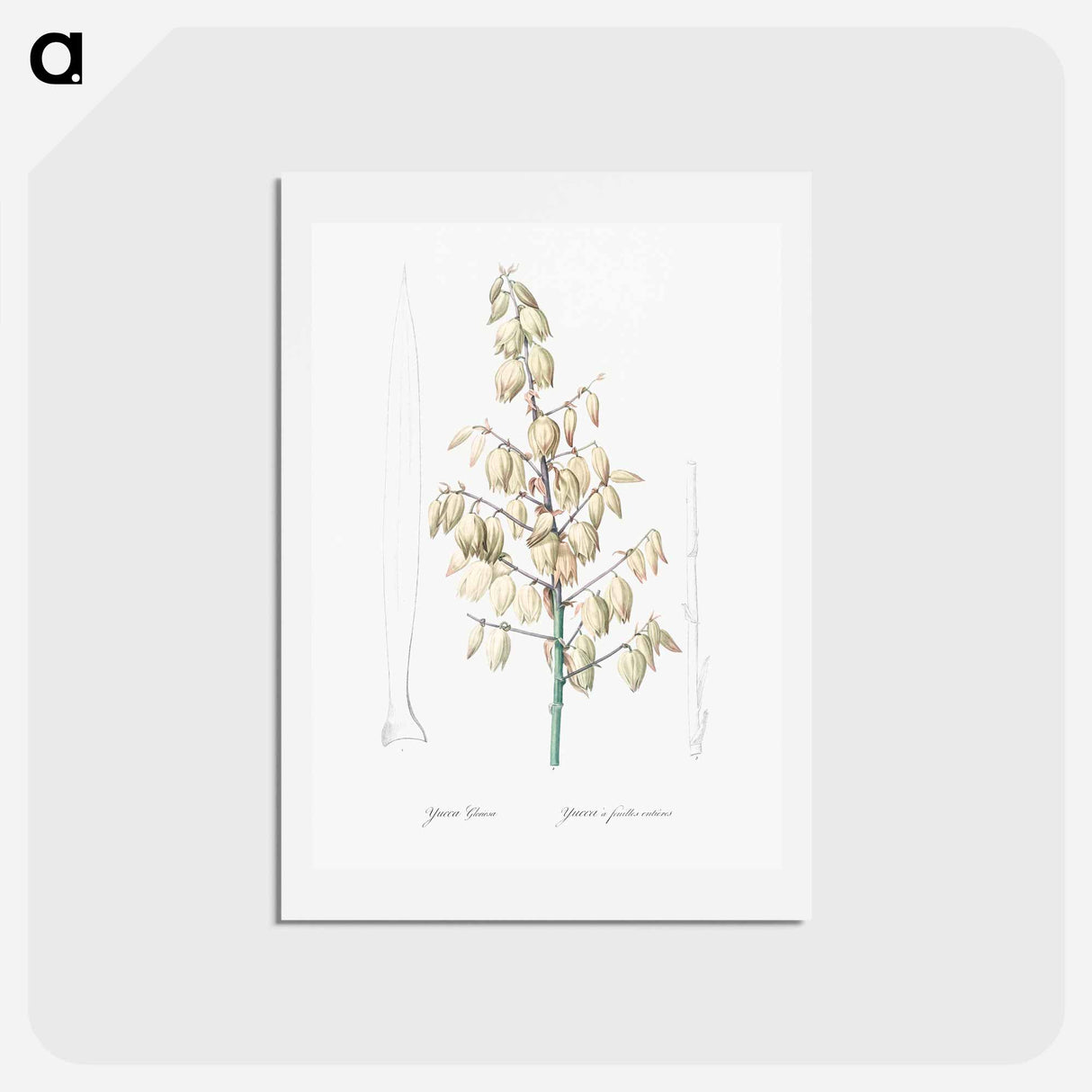 アートポストカード-Adam's needle illustration from Les liliacées - ピエール ジョゼフ ルドゥーテ Postcard.