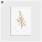 アートポストカード-Adam's needle illustration from Les liliacées - ピエール ジョゼフ ルドゥーテ Postcard.