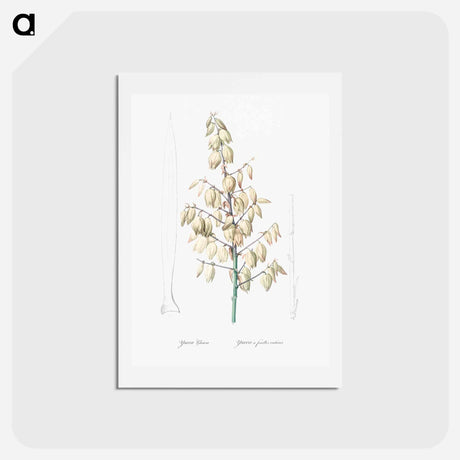 アートポストカード-Adam's needle illustration from Les liliacées - ピエール ジョゼフ ルドゥーテ Postcard.