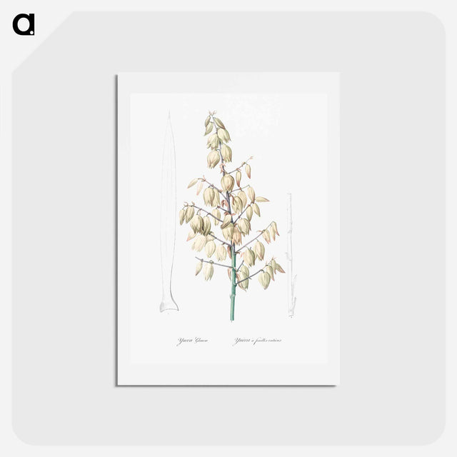 アートポストカード-Adam's needle illustration from Les liliacées - ピエール ジョゼフ ルドゥーテ Postcard.