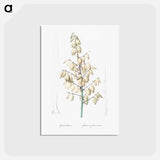 アートポストカード-Adam's needle illustration from Les liliacées - ピエール ジョゼフ ルドゥーテ Postcard.
