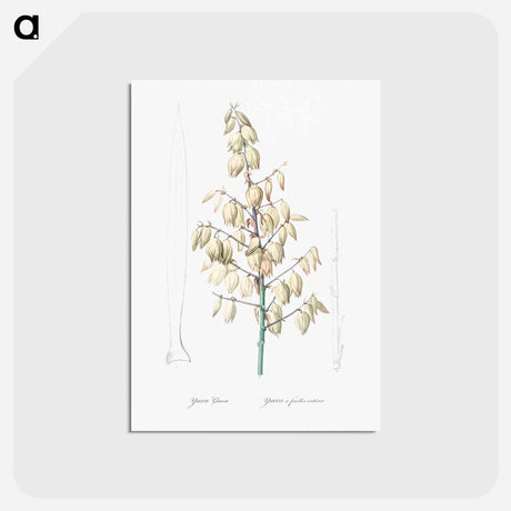 アートポストカード-Adam's needle illustration from Les liliacées - ピエール ジョゼフ ルドゥーテ Postcard.